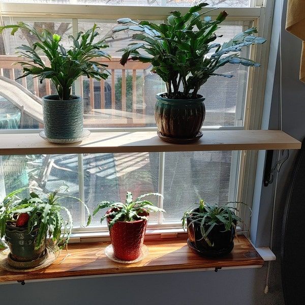 Indoor plants on a shelf near a window